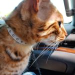 Studded Cat Collars