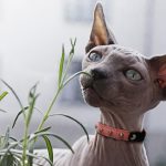 Studded Cat Collars
