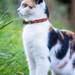 Studded Cat Collars