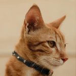 Studded Cat Collars