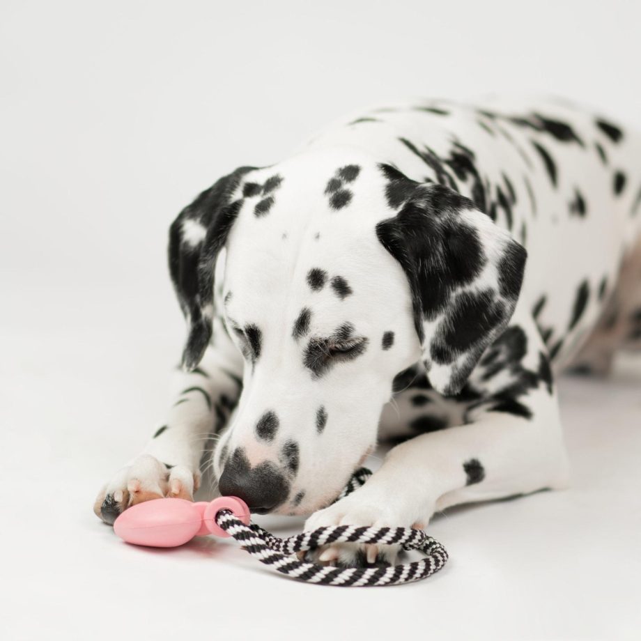 Necklace With Lavender Scent Dog Toy